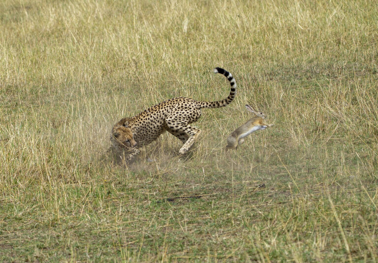 Faisal Khalaf - Bunny-hop